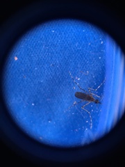 Coquillettidia perturbans