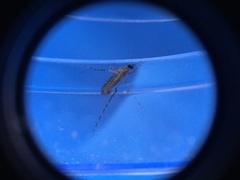 Coquillettidia perturbans