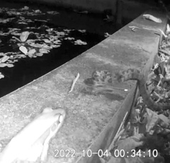 Protobothrops mucrosquamatus