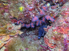 Muraena helena