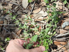 Carlowrightia texana