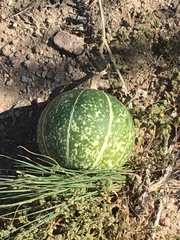 Cucurbita digitata