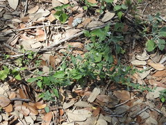 Carlowrightia texana