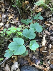 Ranunculus recurvatus
