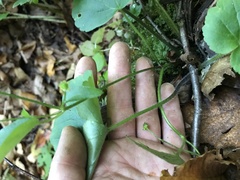 Ranunculus recurvatus