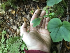 Ranunculus recurvatus