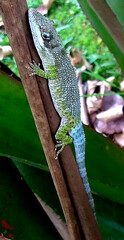 Anolis heterodermus
