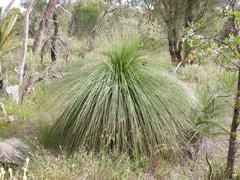 Xanthorrhoea preissii
