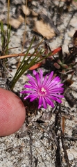 Drosanthemum intermedium