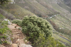 Phylica buxifolia