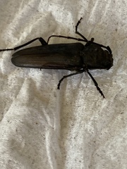 Arhopalus