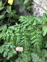 Anthriscus sylvestris