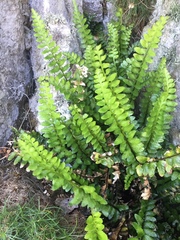 Asplenium marinum