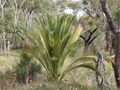 Macrozamia riedlei
