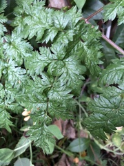 Anthriscus sylvestris