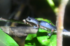 Plethodon shermani
