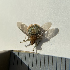 Hippoboscidae