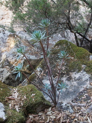 Euphorbia dendroides