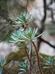 Euphorbia dendroides