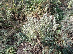 Salvia aethiopis