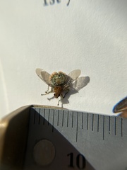Hippoboscidae