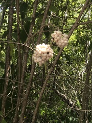 Callicarpa acuminata