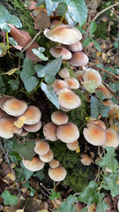 Hypholoma