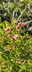 Passerina corymbosa
