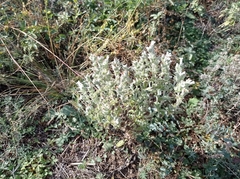 Salvia aethiopis