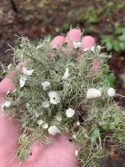 Usnea strigosa