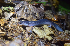 Plethodon shermani