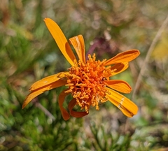 Jacobaea abrotanifolia
