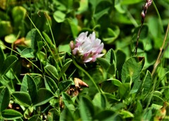 Trifolium thalii