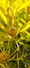 Leucadendron xanthoconus