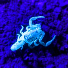 Serradigitus gertschi