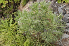 Hymenolepis crithmifolia