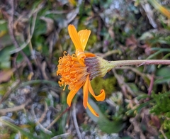 Jacobaea abrotanifolia