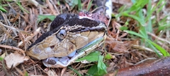 Bothrops asper