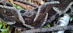 Bothrops asper