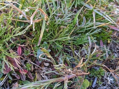 Jacobaea abrotanifolia