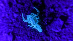 Serradigitus gertschi