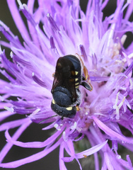 Pseudoanthidium nanum