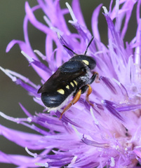 Pseudoanthidium nanum