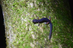 Plethodon shermani