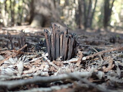 Clavaria atroumbrina