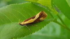Harpella forficella