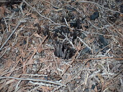 Clavaria atroumbrina