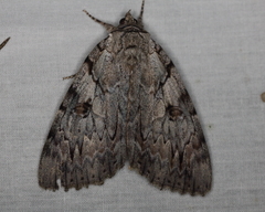 Catocala subnata