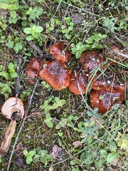 Tricholoma fracticum