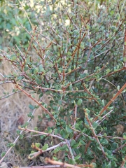 Rhamnus crocea